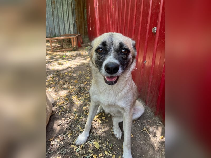 Safira, Mädchen, ca. 24.06.2022, ca. kniehoch, freundlich, verspielt, offen