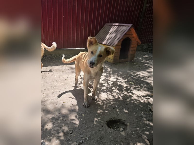 Wasco, 1 , 1/3  jähriger Bub, SH mittelgroß, neugierig, verspielt, aufgeschlossen, sozial)