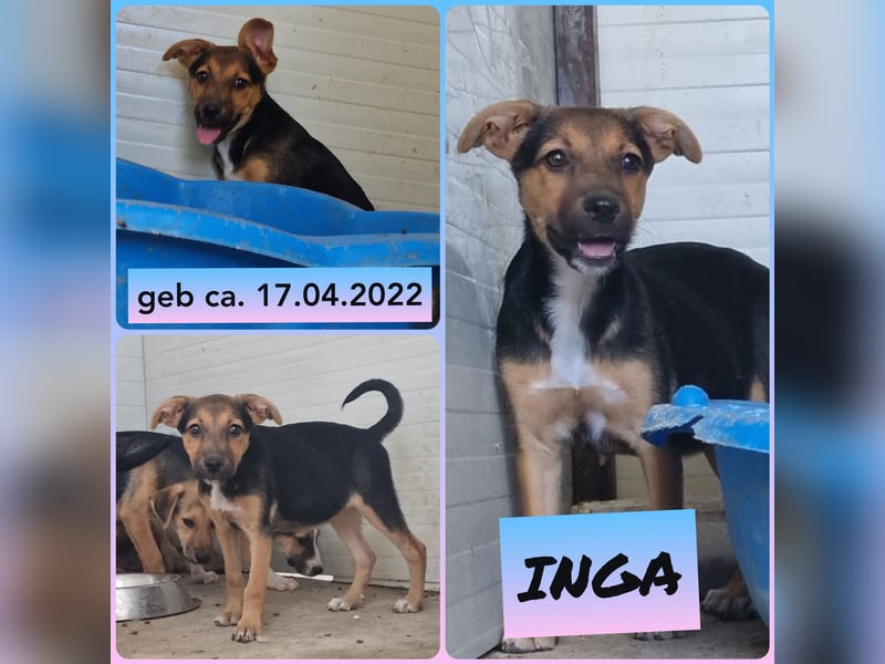 I N G A, fast 3-jähriges Mädel, ca. kniehoch, vorsichtig, schüchtern, lieb, sozial)