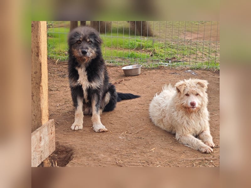 Jupp, Rüde, *ca. 10.04.2024, ca. kniehoch, vorsichtig, freundlich, lustig, verspielt, verschmust