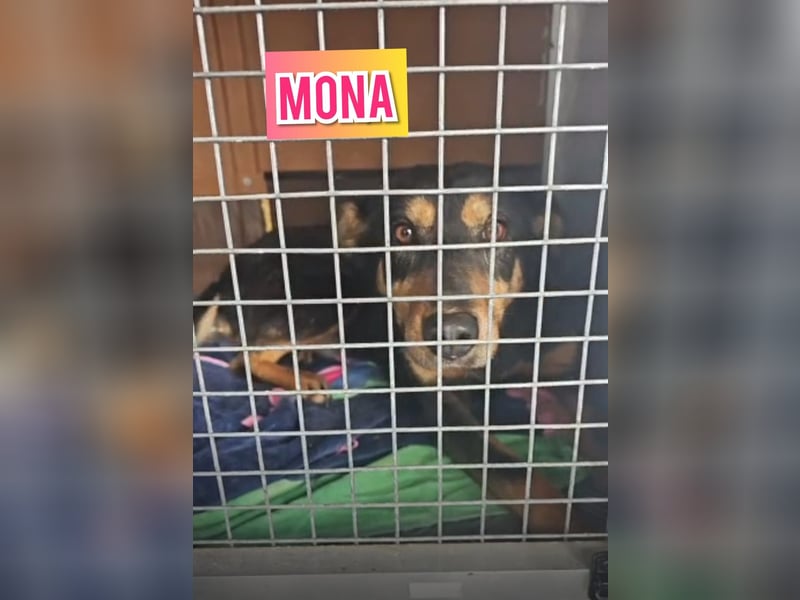 Mona , 3 ¼ jähriges Mädchen, ca. mittelgroß bis Knie, offen, freundlich dominierend, aufgeschlossen