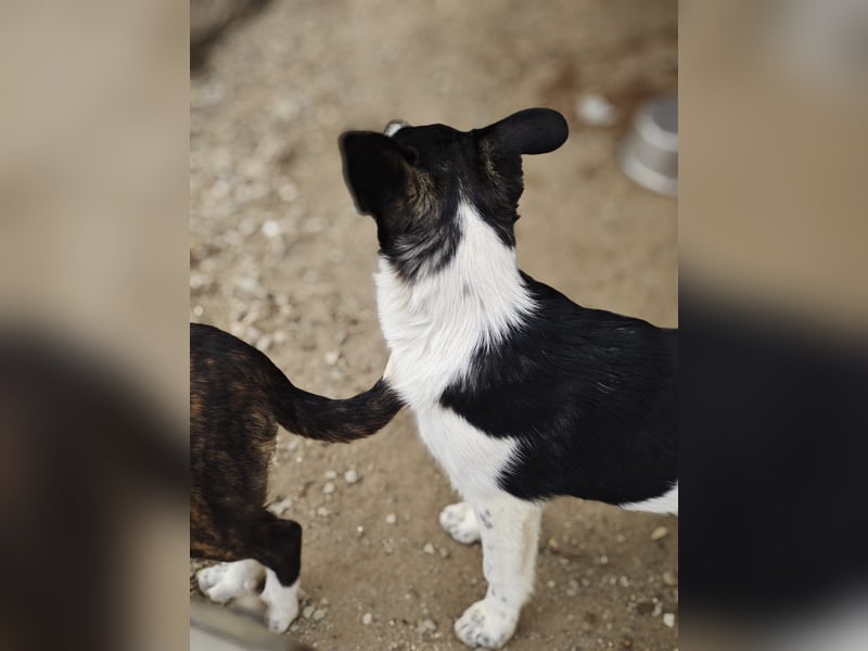 Hedi, Hündin, *ca. 02.10.2025, ca. kniehoch werdend, menschenbezogen, aufgeschlossen, fröhlich