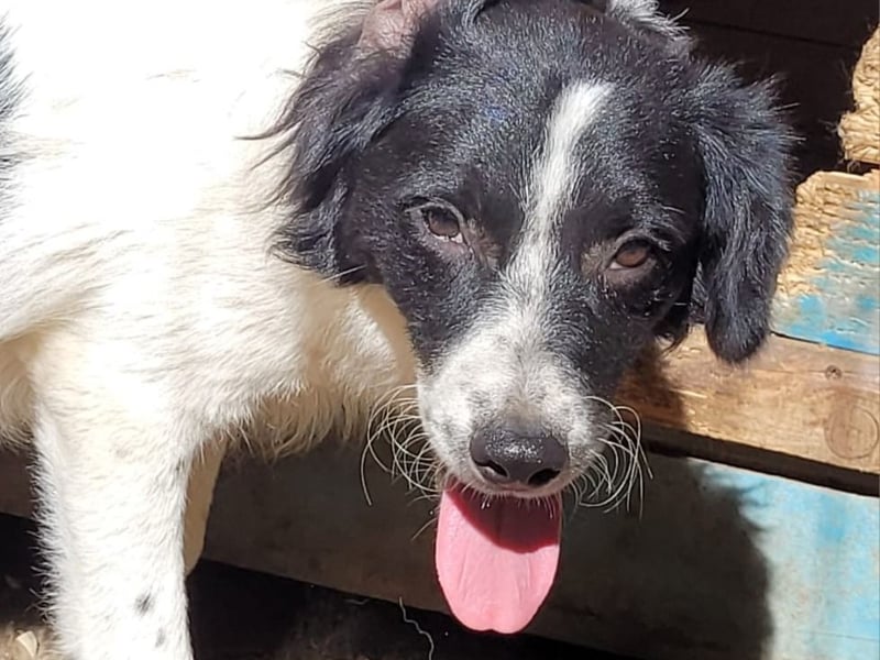 Ismael, Rüde, *ca. 22.01.2025, ca. kniehoch, verschmust, freundlich, aktiv