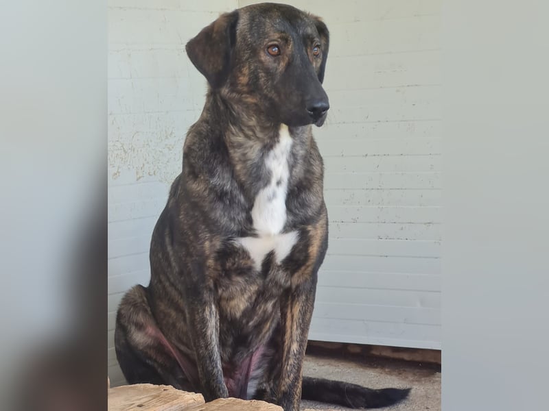 Kiri , 2 ½-jährige Hündin,  mittelgroß, ängstlich, zurückhaltend, ruhig, sozial