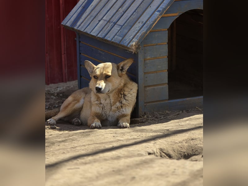 N A N N E, kastrierte Hundedame wird bald 4 Jahre, mittelgroß, lieb, freundlich, vorsichtig