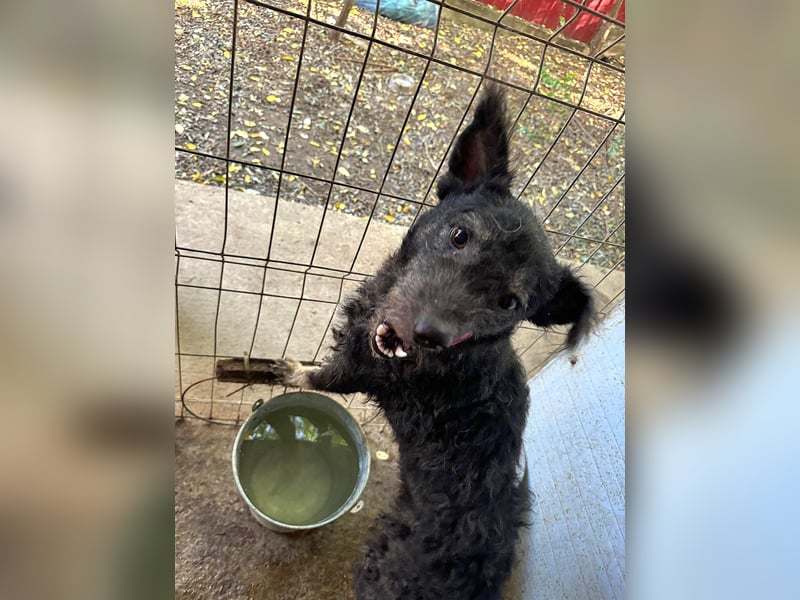 Maron, Rüde, *ca. 31.05.2021, SH kniehoch, ca. 45 cm, freundlich, aktiv, selbstbewusst, verschmust