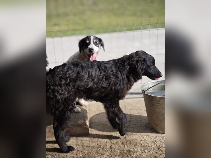 Pucki, Rüde, *ca. 27.09.2025, vermutlich kniehoch werdend, Wirbelwind, neugierig, verschmust, fröhli