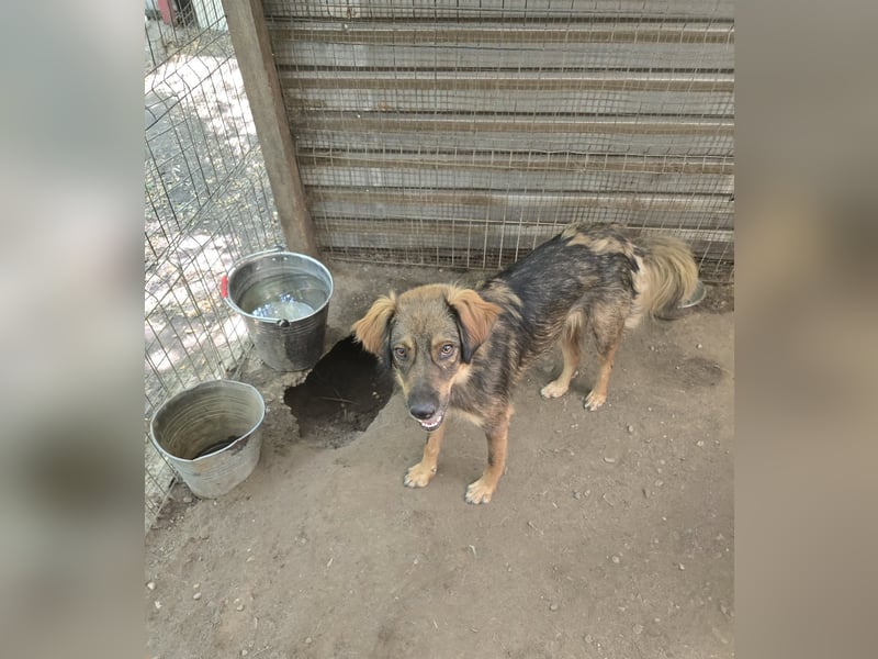 Nino, Rüde, ca. 2 ½-jähriger Bub, ca. kniehoch, neugierig, vorsichtig, sozial