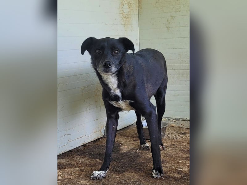 Vento, 3 jähriger Bub, SH ca. kniehoch, neugierig, verspielt, sozial