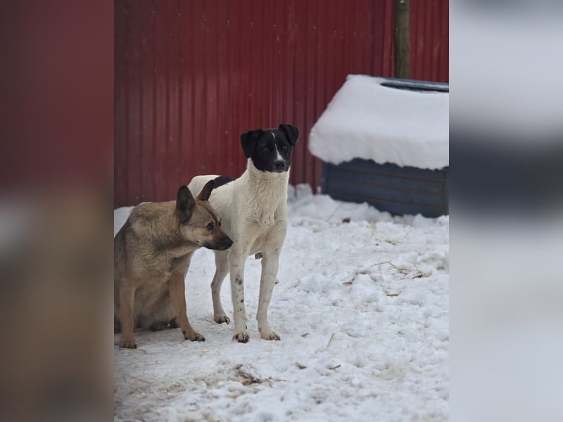 Zoe, 3 ¾ -jähriges Hundemädchen, SH ca. 50 -55 cm, schüchtern, sensibel, harmoniebedürftig