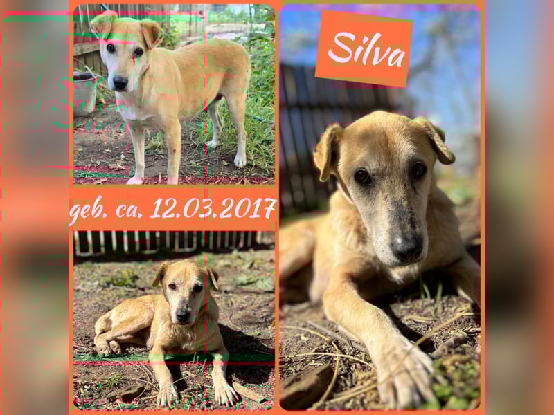 Silva, 8jährige Lady, ca. kniehoch, freundlich, sozial, noch zurückhaltend
