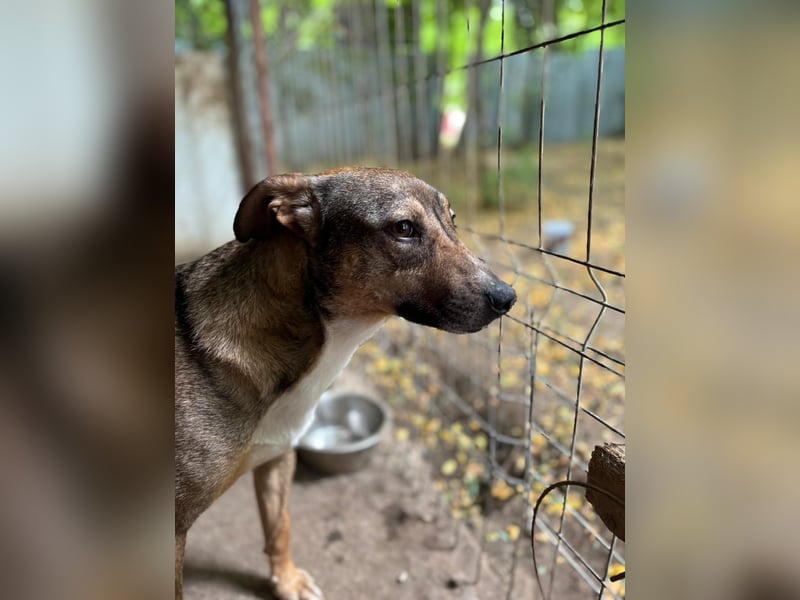 Noe, Rüde, *ca. 21.08.2022, klein bis kniehoch, liebevoll, neugierig, vorsichtig