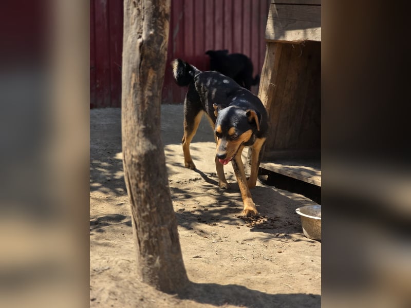 Sami, Rüde, *ca. 21.11.2024, ca. 40 cm, fröhlich, vorsichtig, neugierig