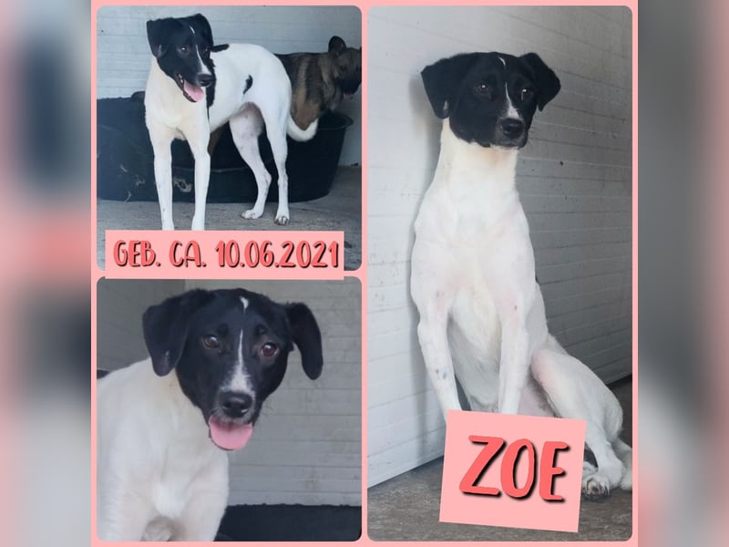 Zoe, 3 ¾ -jähriges Hundemädchen, SH ca. 50 -55 cm, schüchtern, sensibel, harmoniebedürftig