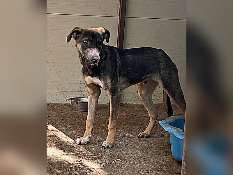 Achill, einjähriger Junghund , sozial aber noch  ängstlich und  vorsichtig