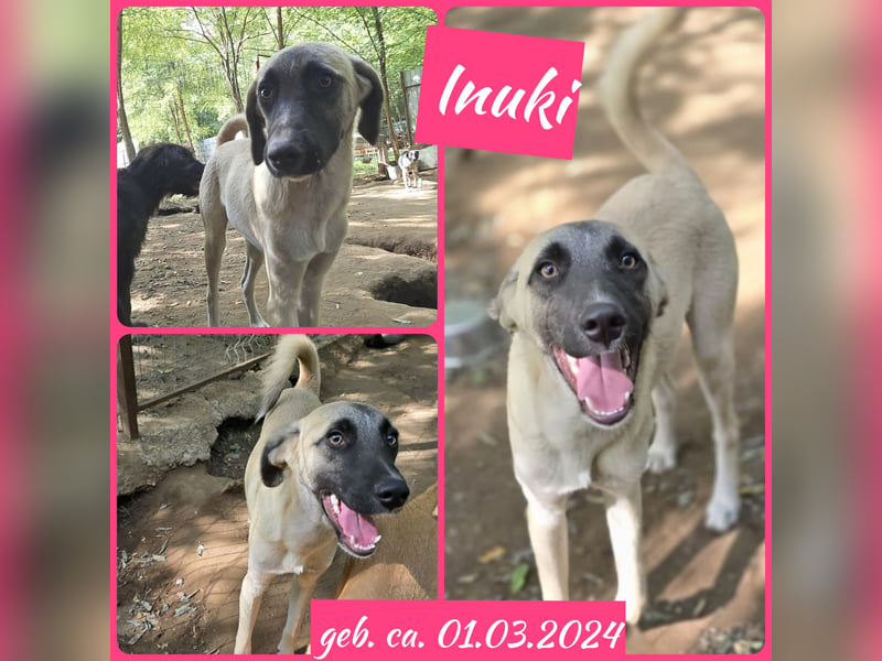 Inuki, toller Junghund etwas über 1 Jahr, ca. kniehoch, freundlich, aufgeschlossen, verspielt, sozia