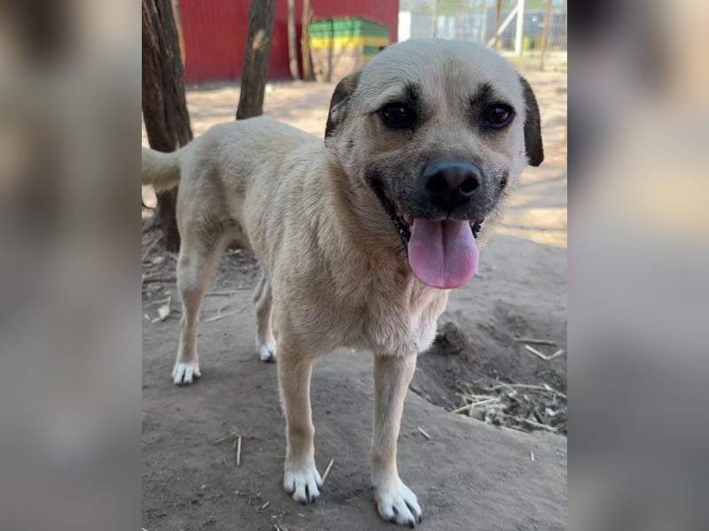 Dirk, Bub, 2 ¾ Jahre, unterhalb vom Knie, fröhlich, aufgeschlossen, verspielt