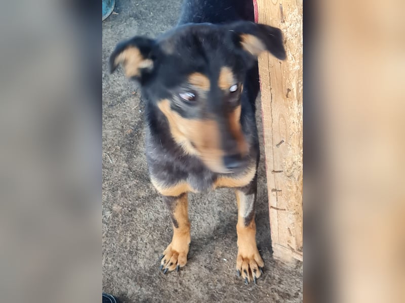 Mona , 3 ¼ jähriges Mädchen, ca. mittelgroß bis Knie, offen, freundlich dominierend, aufgeschlossen