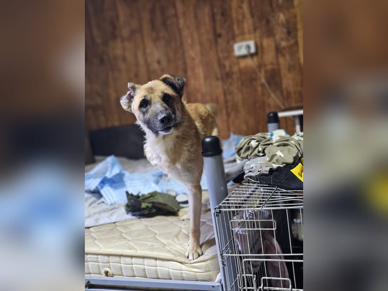 Jazz, Rüde, kastriert, * ca. 15.12.2022, SH ca. Kniehoch, ca. 14 kg, fröhlich, sozial, Menschen bezo