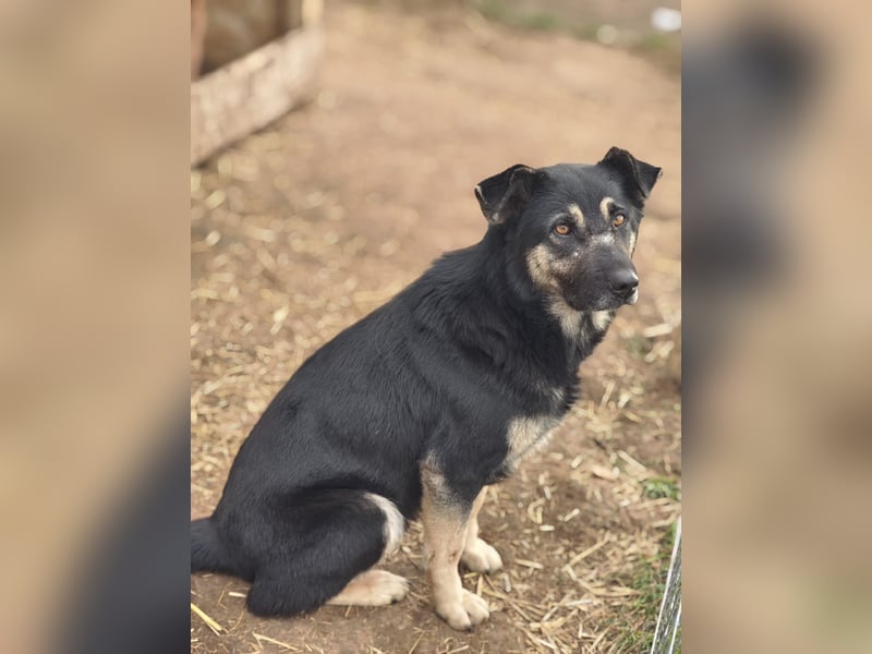 Savannah, Hündin, *ca. 10.01.2021, SH ca. mittelgroß, Mädel, liebevoll, schlau, gerne im Freien, ent