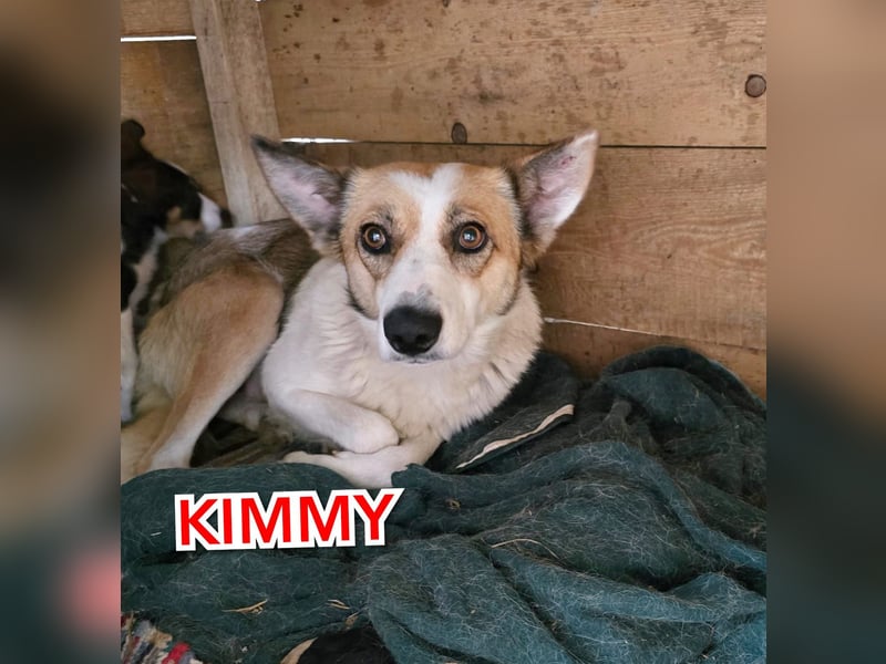 Kimmy, Hündin, *ca. 16.05.2020, SH ca. mittelgroß, ängstlich, lieb, sozial