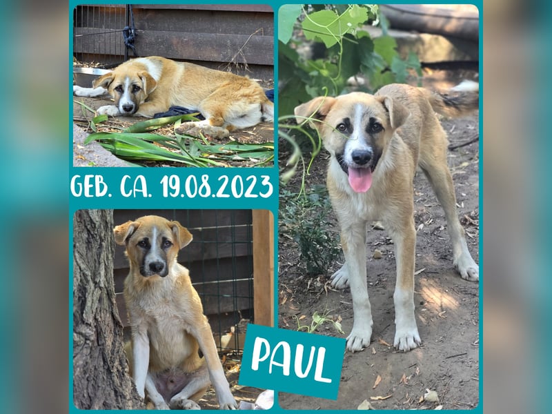 Paul, Rüde, *ca. 19.08.2023, ca. kniehoch, zurückhaltend, vorsichtig, sozial