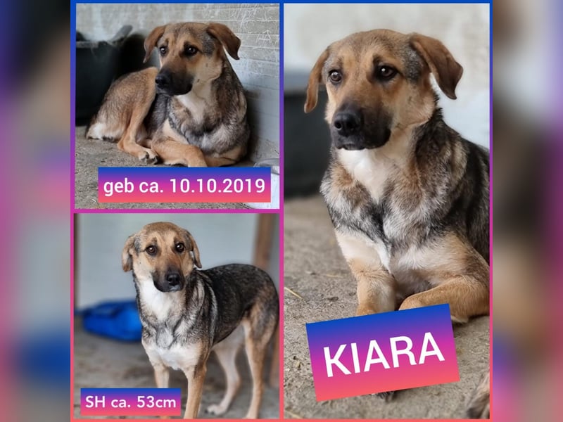Kiara, Hündin, kastriert, *ca.10.10.2019, SH ca.* 50 cm, 22-24 kg, sehr ängstlich.