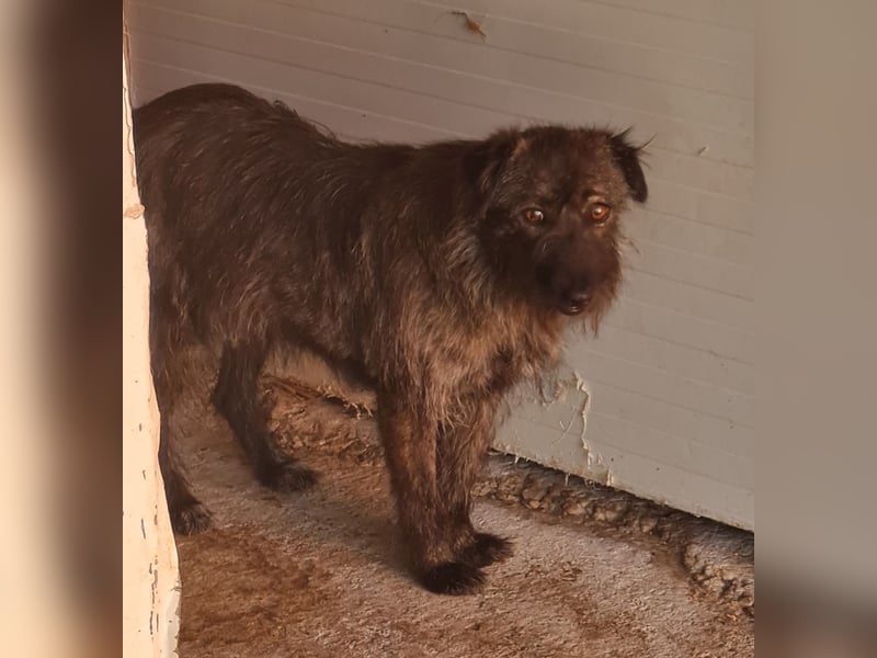 Tova, Hündin, *ca. 02.03.2023, klein bis kniehoch, neugierig, aber unsicher, sozial