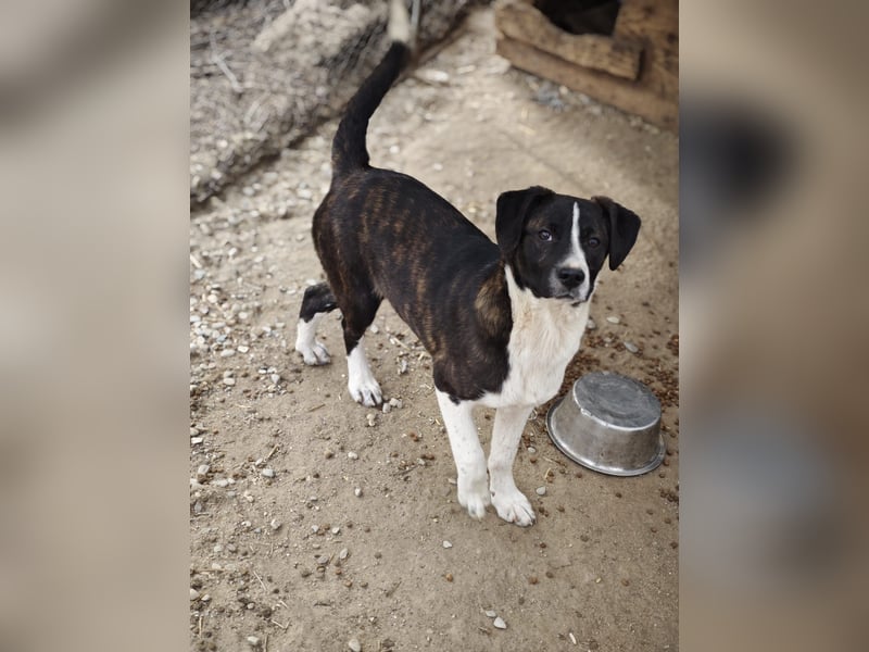 Hedda, Hündin, *ca. 02.10.2025, ca. kniehoch werdend, menschenbezogen, lieb, temperamentvoll, aufges