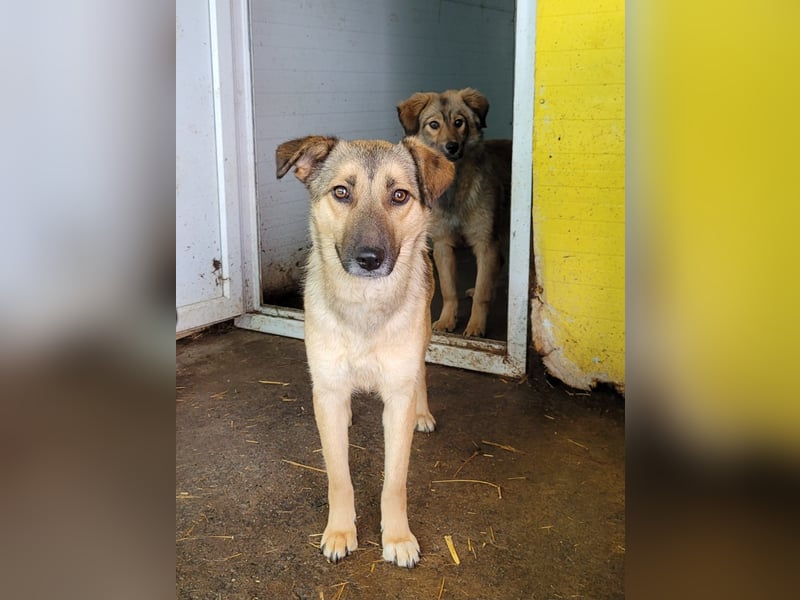 Becky, Hündin, *ca. 20.10.2022, ca. knapp unters Knie, zart, schüchtern, neugierig, sozial