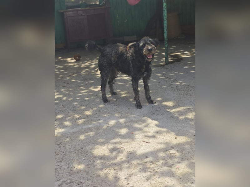 Toni , Rüde, *ca. 10.12.2021, SH ca. 46 cm, Bub, freundlich, sensibel, aktiv, sozial