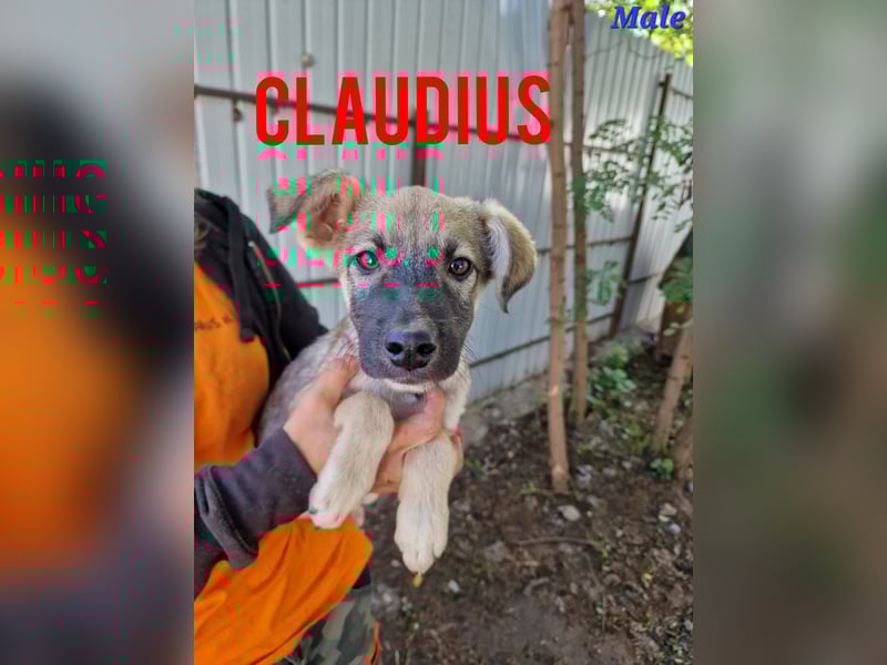 Claudius, fast 3 jähriger Junge,, SH ca. kniehoch, sozial, freundlich, verschmust