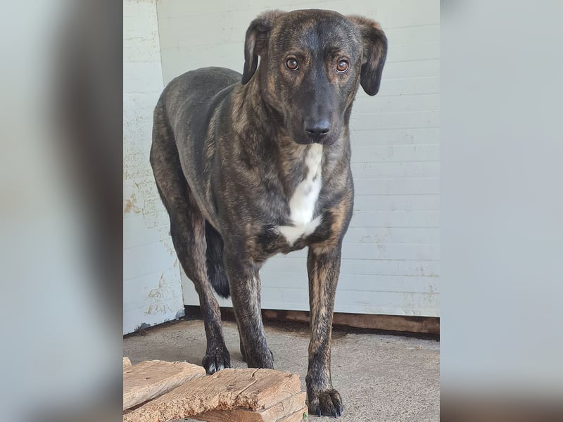 Kiri , 2 ½-jährige Hündin,  mittelgroß, ängstlich, zurückhaltend, ruhig, sozial