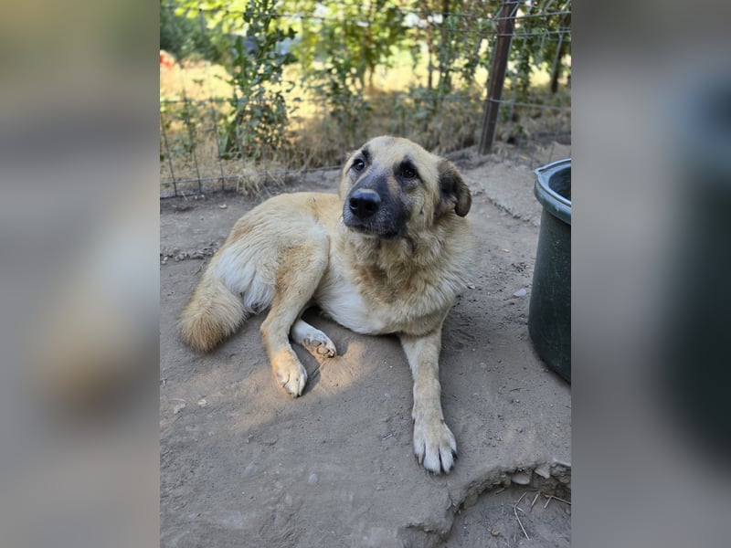 Jazz, Rüde, kastriert, * ca. 15.12.2022, SH ca. Kniehoch, ca. 14 kg, fröhlich, sozial, Menschen bezo