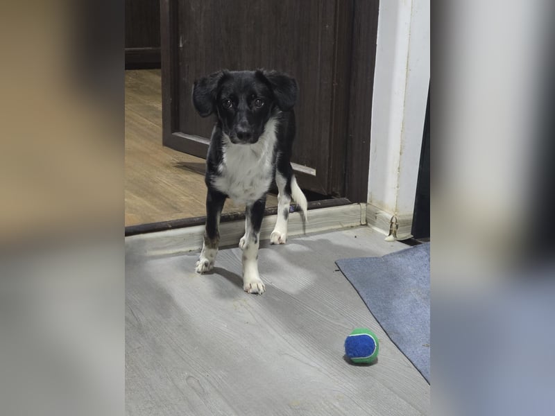 Silja, Hündin,*ca. 08.02.2025, ca. kniehoch, unsicher, aber möchte gerne vertrauen, sucht Körperkont