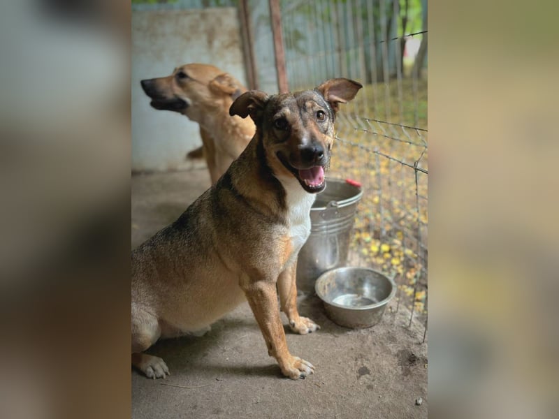 Noe, Rüde, *ca. 21.08.2022, klein bis kniehoch, liebevoll, neugierig, vorsichtig