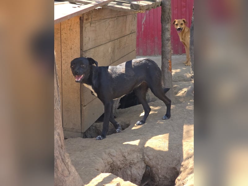 Wika, Hündin, *ca. 29.10.2024, SH klein bis kniehoch, freundlich, sozial, zurückhaltend