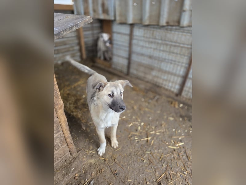 Vicky, Hündin, * 01.08.2025, vermutlich kniehoch werdend, schüchtern, sanft, neugierig, verspielt, s