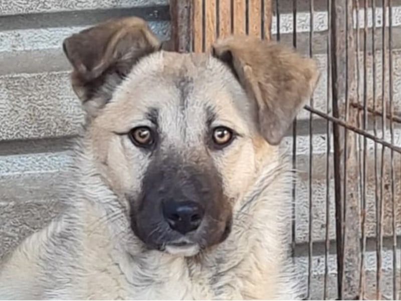 Vicky, Hündin, * 01.08.2025, vermutlich kniehoch werdend, schüchtern, sanft, neugierig, verspielt, s