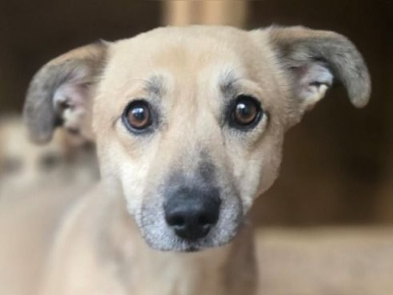 Lenny, Rüde, *ca. 10.01.2021, klein bis kniehoch, freundlich, unkompliziert, liebevoll, verschmust