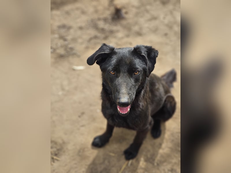 Igor , 2Jahre 8 Monate alter Bub, SH ca. 45-50 cm, freundlich, neugierig, lernfreudig, sozial