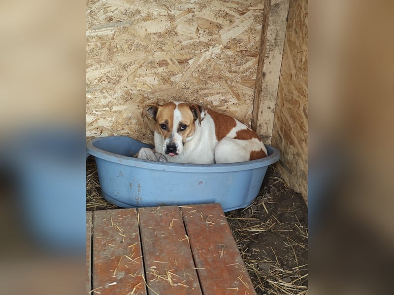 Nara, Hündin, *ca. Dezember 2019, ca. 50 cm, freundlich, ruhig, sozial, verschmust