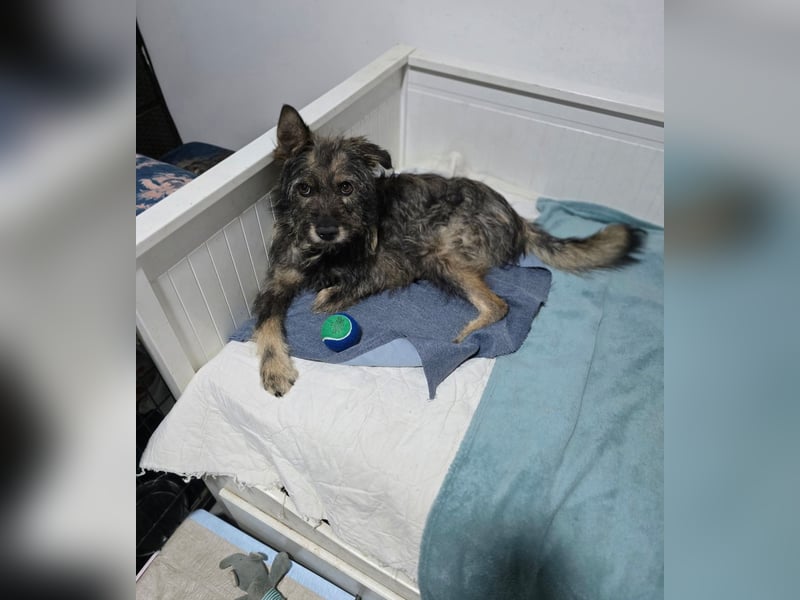 Gulliver, Rüde, *ca. 15.01.2022, ca. kniehoch, freundlich, aktiv, lernwillig (manchmal), eifersüchti