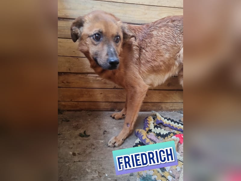 Friedrich, Rüde, *ca.03.01.2019, SH ca. kniehoch, zurückhaltend, vorsichtig, lieb