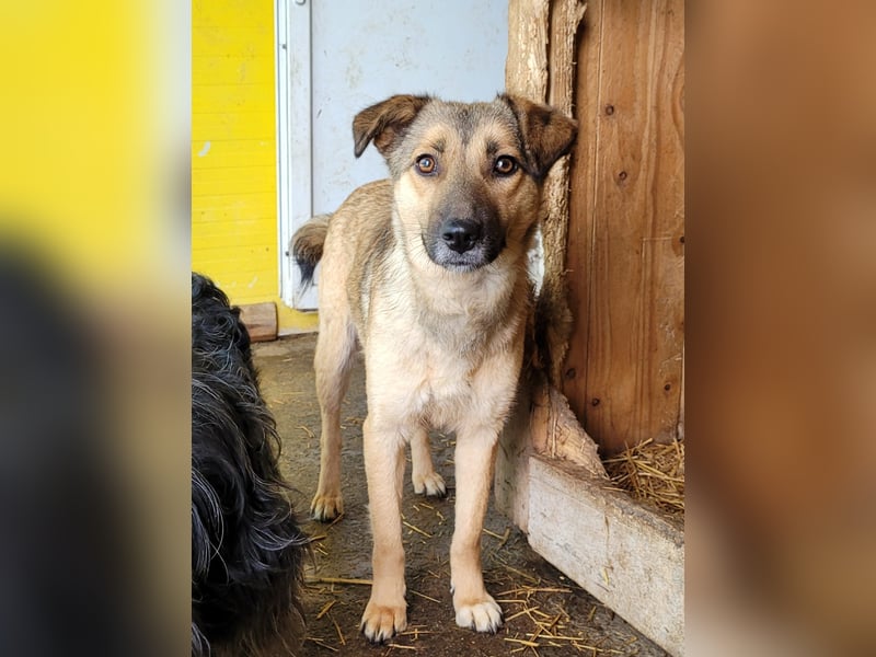 Becky, Hündin, *ca. 20.10.2022, ca. knapp unters Knie, zart, schüchtern, neugierig, sozial