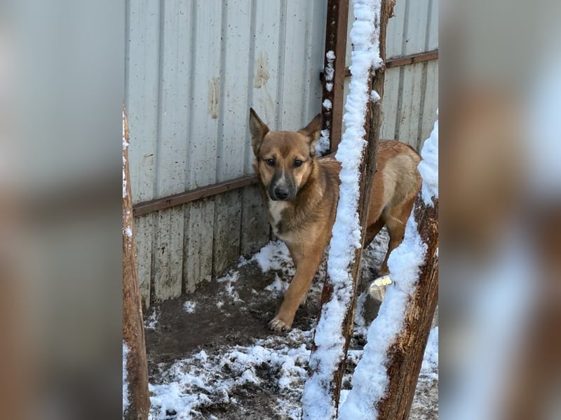 Darya, 2jährige Hündin, SH ca. mittelgroß ?, ängstlich, unsicher, freundlich, sozial