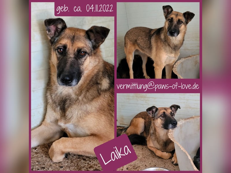 Laika, Hündin, *ca. 04.11.2022, SH ca. 50 cm, freundlich, mag Streicheleinheiten, sozial