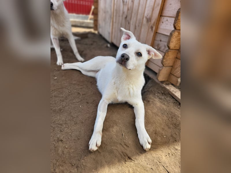 Alana, ca.2 ½ jähriges Hundemädchen, mittelgroß, freundlich, neugierig, verspielt