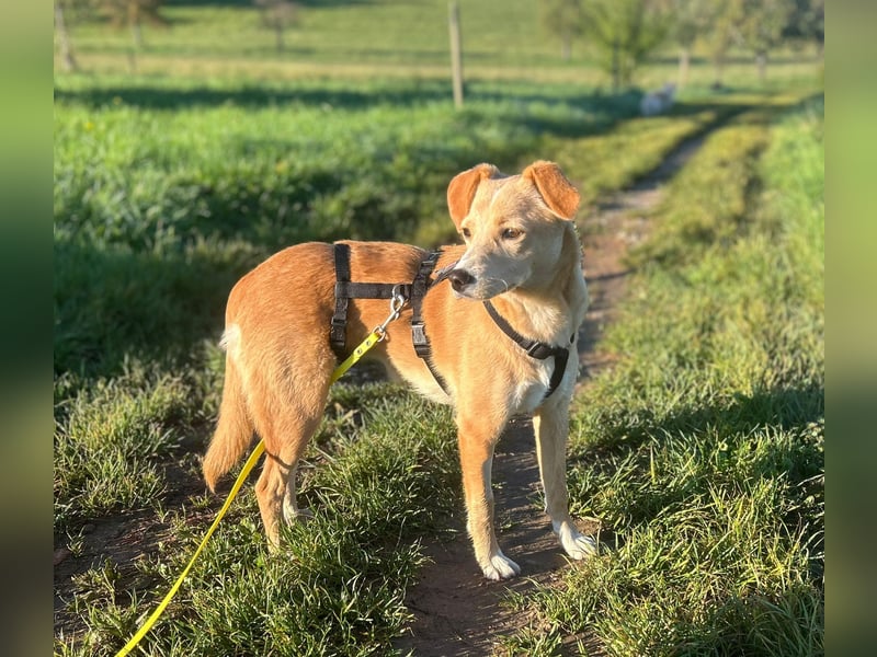 Lissy, Hündin, *ca. 20.12.2024, ca. 40 cm / 11 kg, ruhig, sensibel, liebevoll, stubenrein, zurückhal