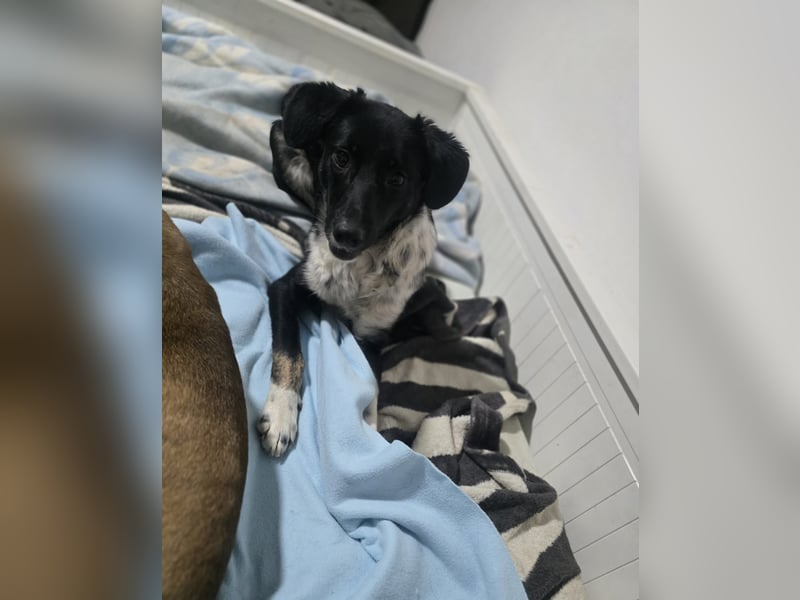 Silja, Hündin,*ca. 08.02.2025, ca. kniehoch, unsicher, aber möchte gerne vertrauen, sucht Körperkont